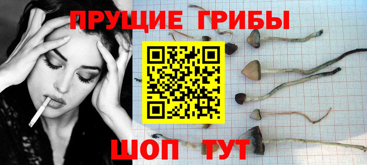 где продают наркотики  Вход с VPN  Волгоград  Псилоцибиновые грибы GOLDEN TEACHER 